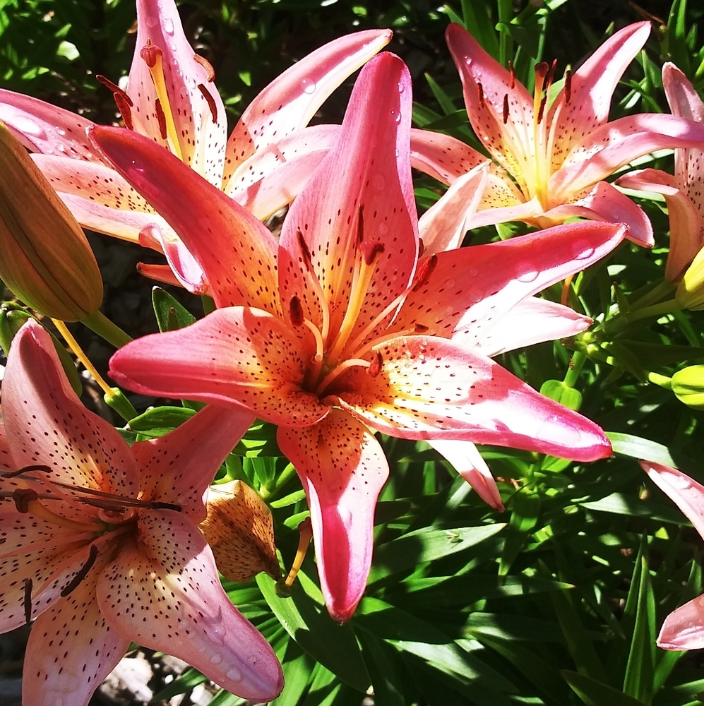 Meet your Posher, Mel